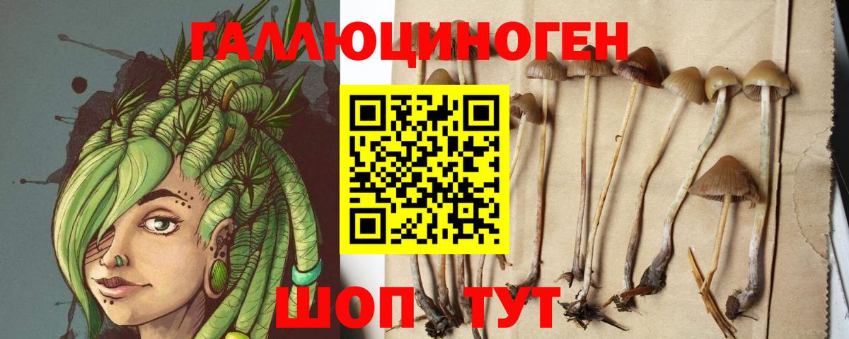 Псилоцибиновые грибы Psilocybe Отрадный
